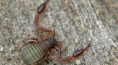 False corpion: ki nem tud találkozni a lakásában